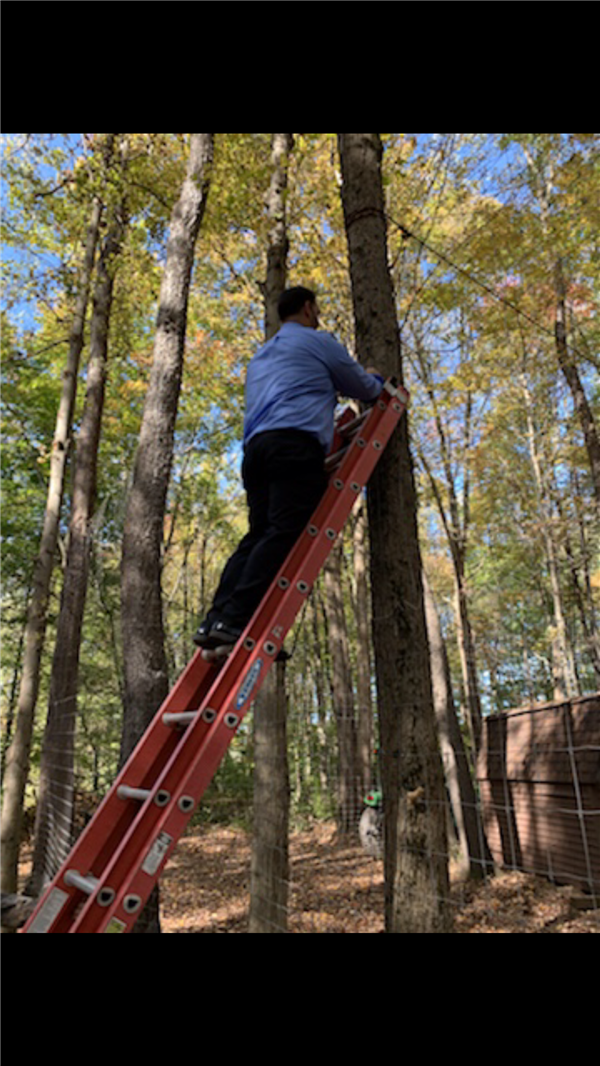 A guy trying to climb a ladder in a tall tree.