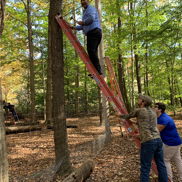 A guy trying to climb a ladder in a tall tree with two guys holding his ladder.