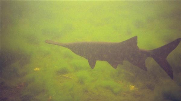 A shark swimming underwater in a freshwater lake, with paddlefish and sturgeon visible in the background.