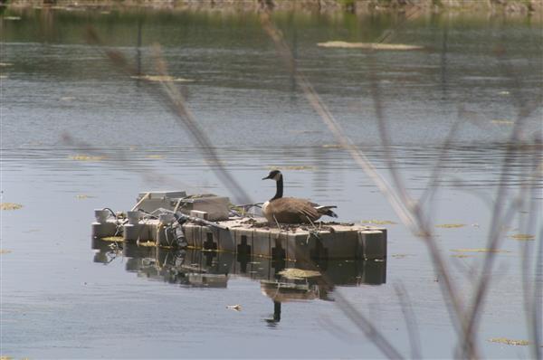 A Canada goose resting on a small, round raft in the center of a calm lake.