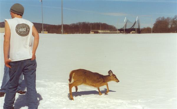 deer walking away