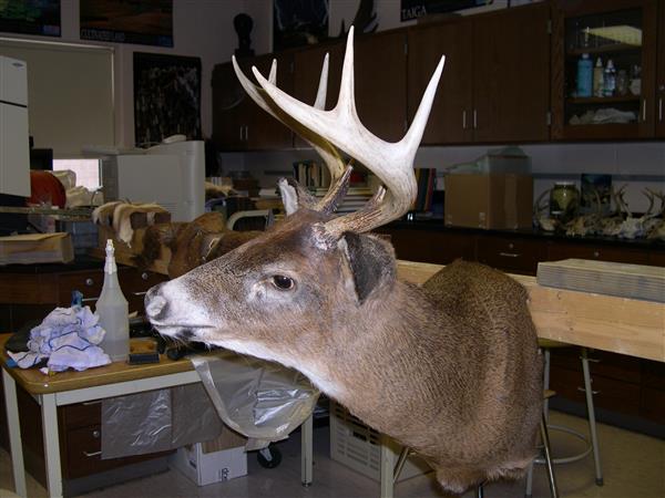 A taxidermied white-tailed deer head mounted on a wooden plaque on a wall. The deer head has eight antlers.