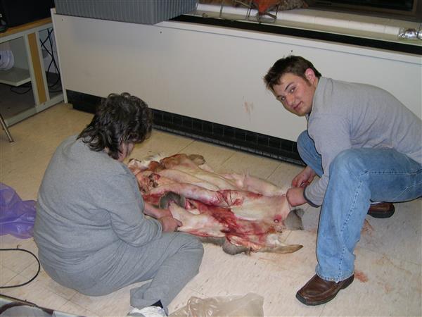 A lady and a guy doing taxidermy.