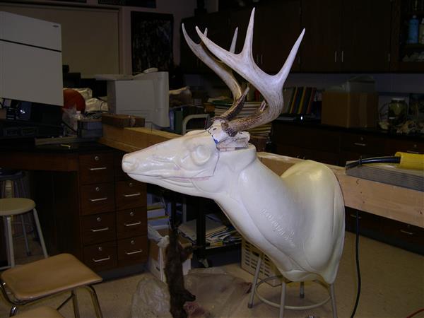 A white taxidermied deer head with antlers on a table. The room it's in has light colored walls and wooden floors.