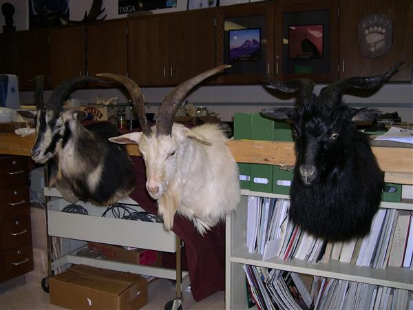 Three taxidermied goat heads mounted on plaques and displayed on a wall in a dimly lit room. The goat heads are facing forward and have short beards.