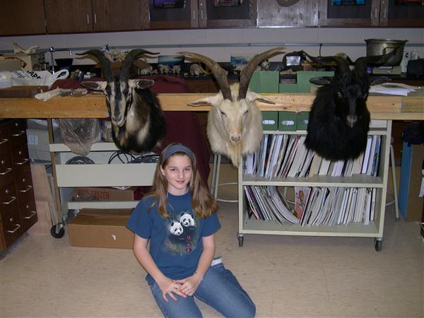 A girl with three taxidermied goat heads mounted on plaques and displayed on a wall.