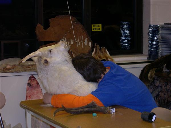 A boy hugging a taxidermied goat.