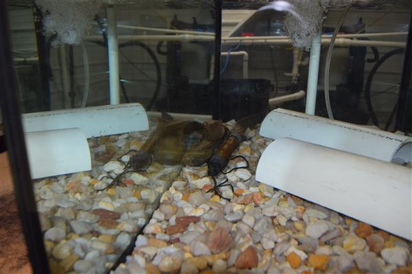 A turtle resting on top of rocks basking in the sunlight in an aquarium.