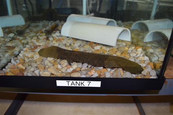 A small fish tank with colorful rocks and green pipes for decoration. There is no fish in the tank.