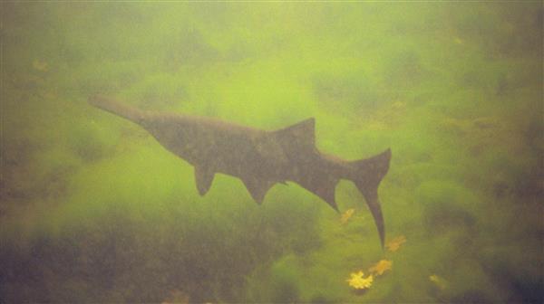 Paddlefish are large, primitive fish with a long, flat snout that resembles a paddle. They are filter feeders, meaning they strain small organisms from the water. Paddlefish are native to freshwater rivers in North America and China.