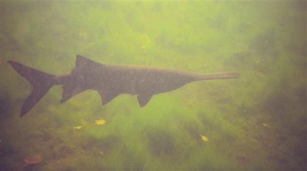 Paddlefish are large, primitive fish with a long, flat snout that resembles a paddle. They are filter feeders, meaning they strain small organisms from the water. Paddlefish are native to freshwater rivers in North America and China.