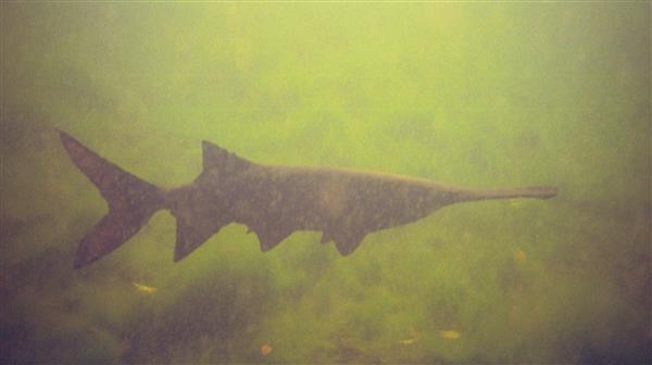 Paddlefish are large, primitive fish with a long, flat snout that resembles a paddle. They are filter feeders, meaning they strain small organisms from the water. Paddlefish are native to freshwater rivers in North America and China.