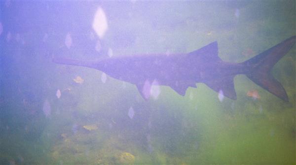 The fish is elongated and has a pointed snout.