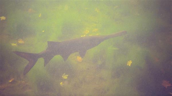 Paddlefish are large, primitive fish with a long, flat snout that resembles a paddle. They are filter feeders, meaning they strain small organisms from the water. Paddlefish are native to freshwater rivers in North America and China.