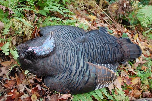 A turkey laying down on top of green leaves.