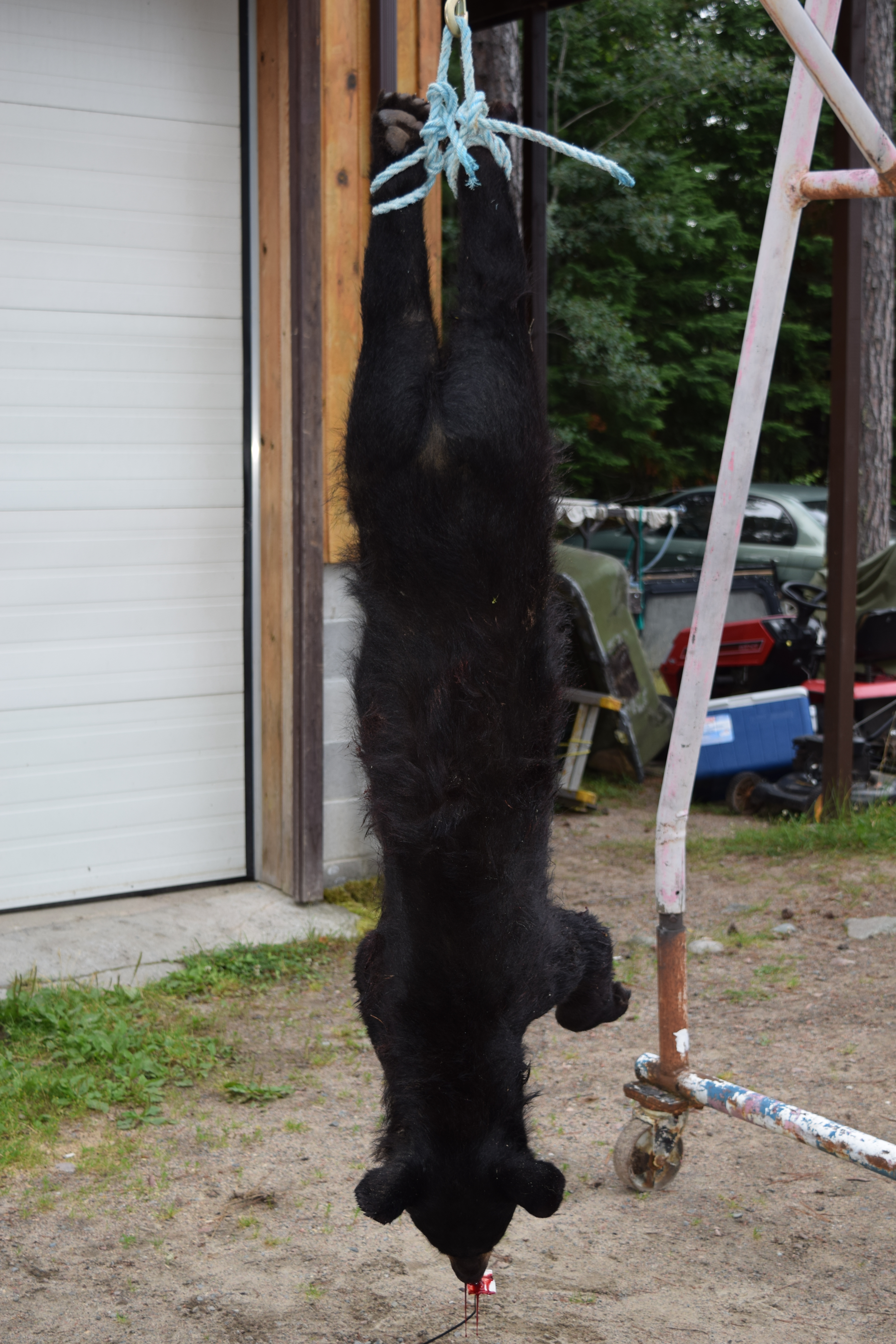 Dead Black Bear hanging