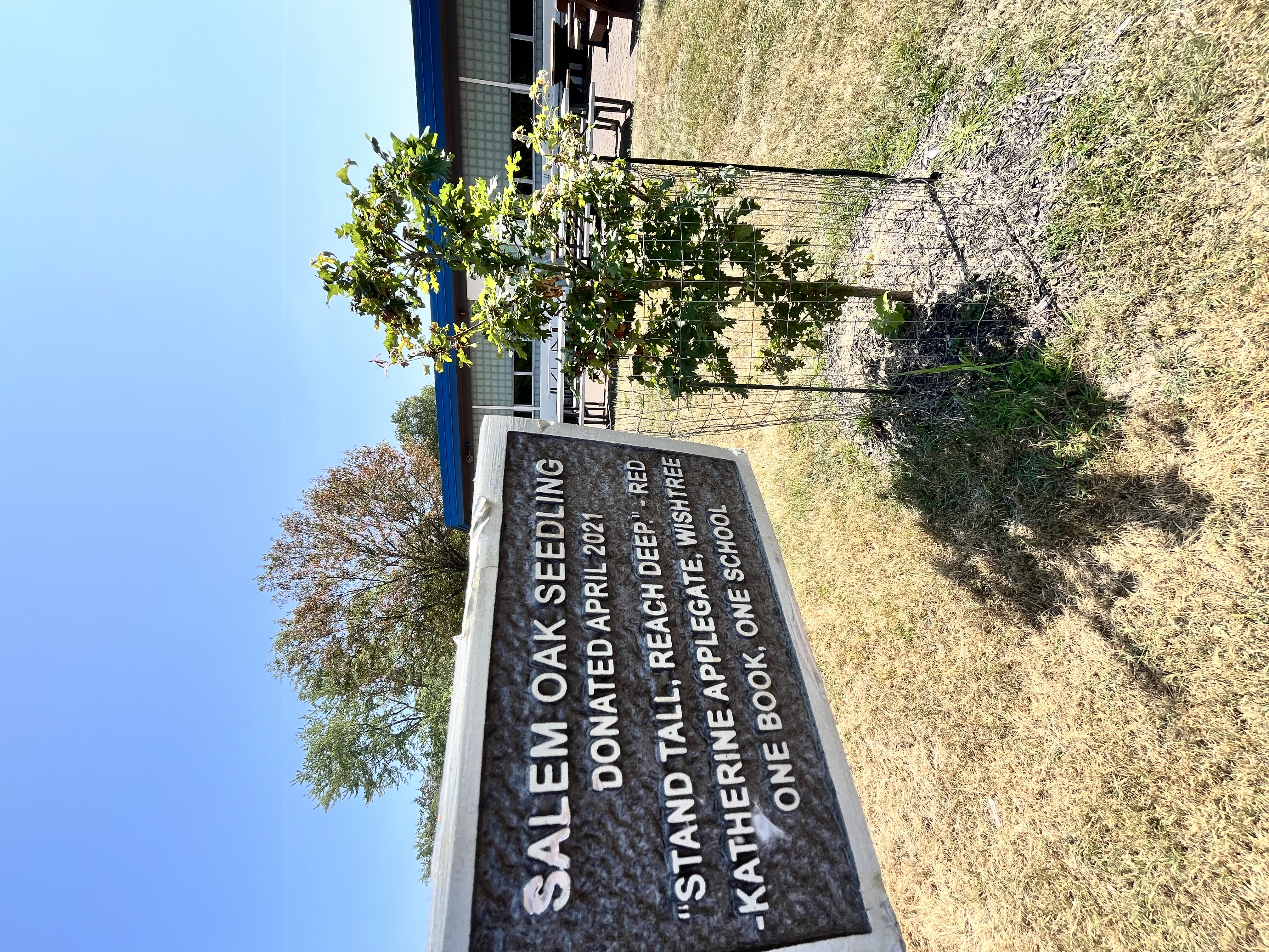 wishtree oak