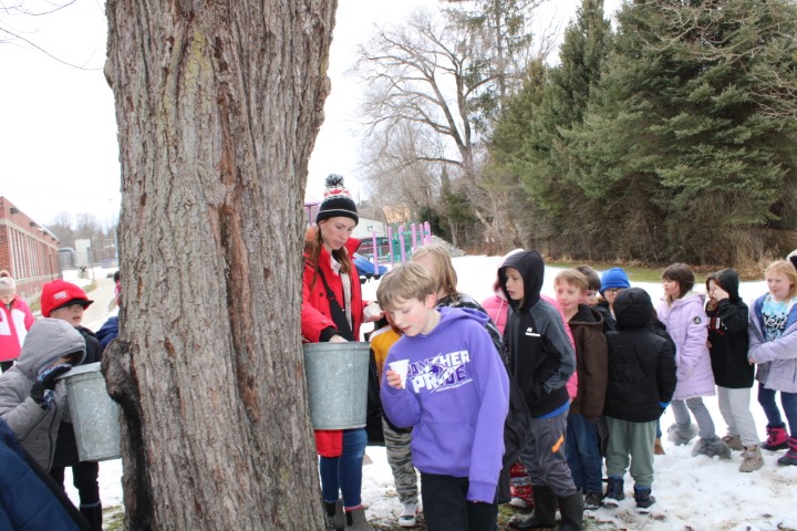 Outdoor PE Maple Days