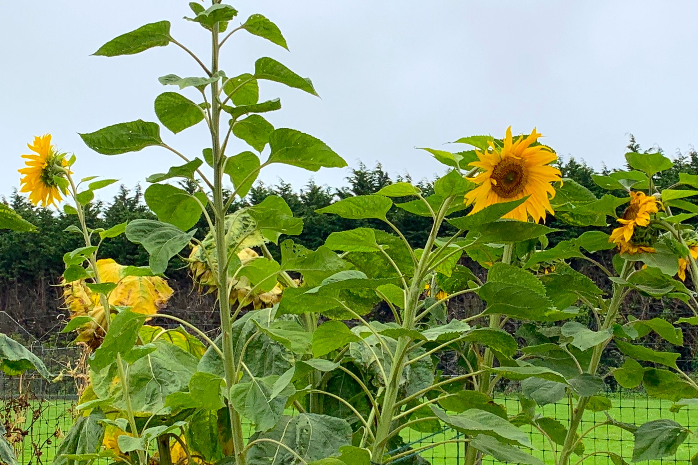 Sunflowers in the Garden