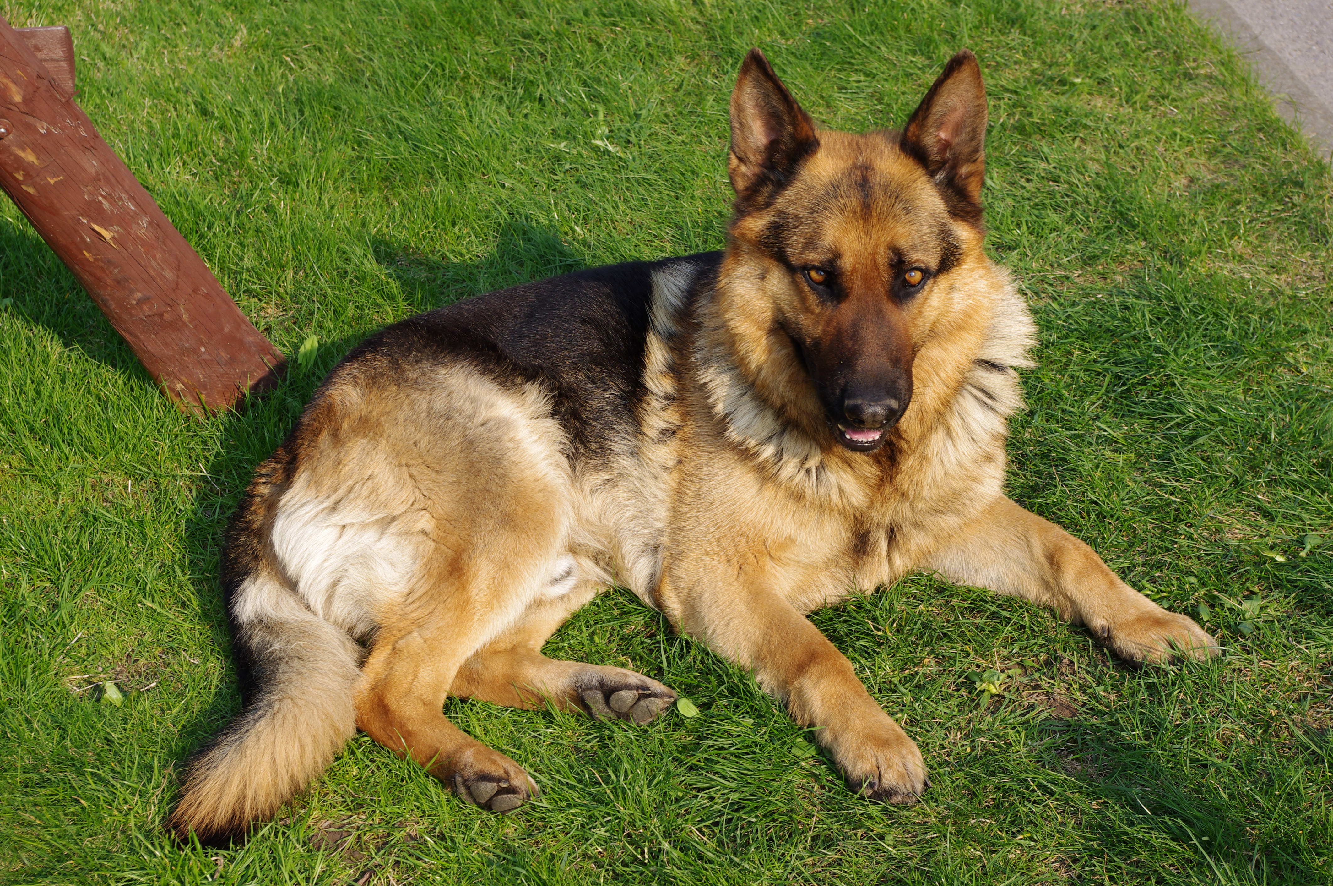 Why German Shepherds are the Best Dog Breed