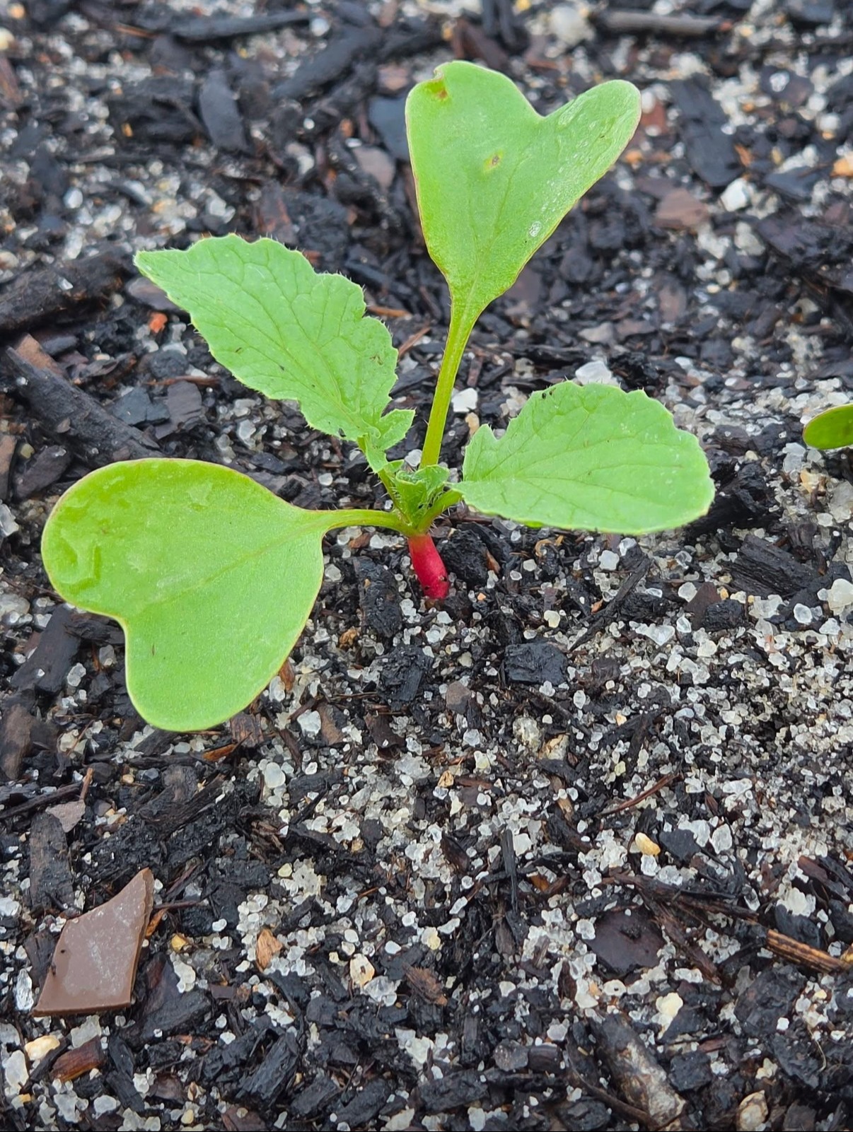 Radish plant