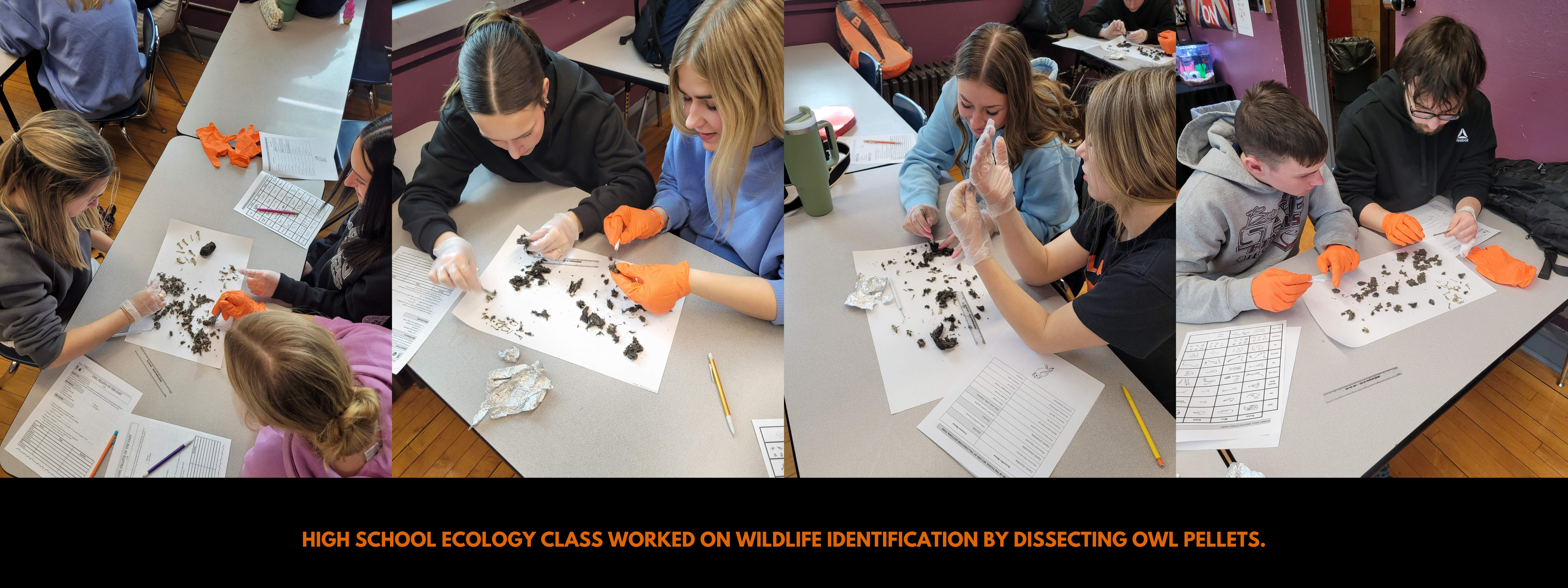 High school Ecology class worked on wildlife identification by dissecting owl pellets.