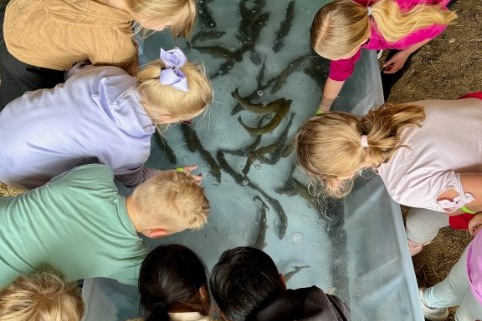 Students look into a tub filled with baby sturgen.