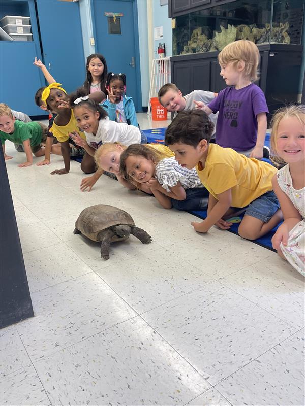 students and tortoise