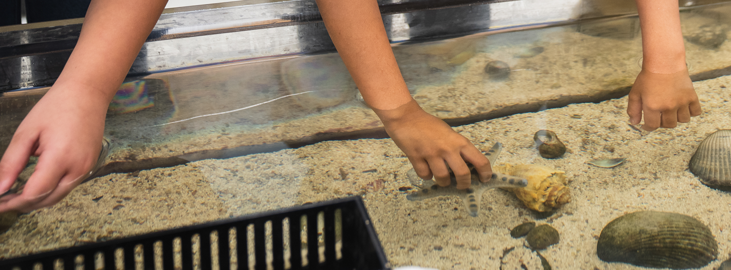 students petting starfish in a touch tank