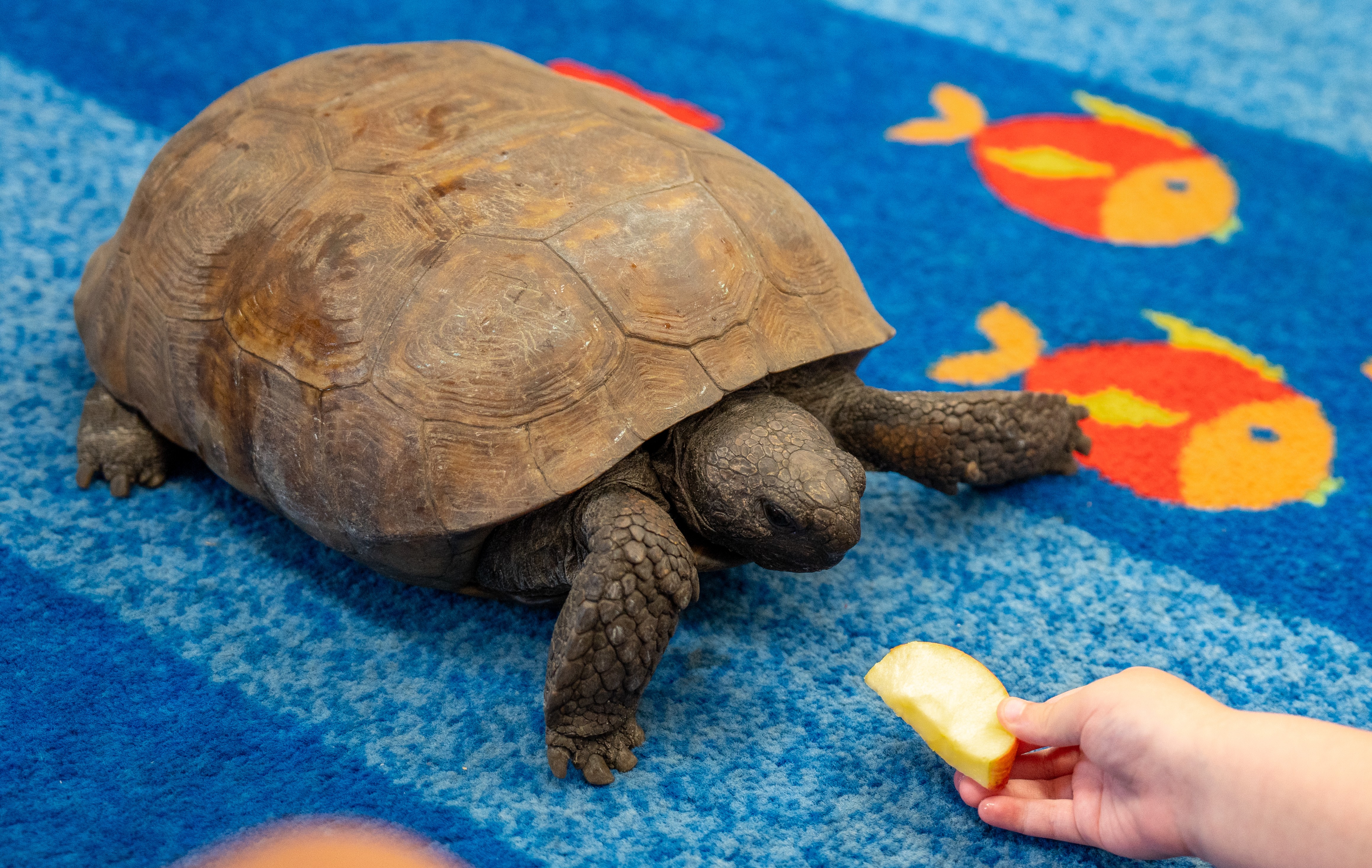 A large tortoise on a blue carpet, being fed a piece of cheese by a hand.