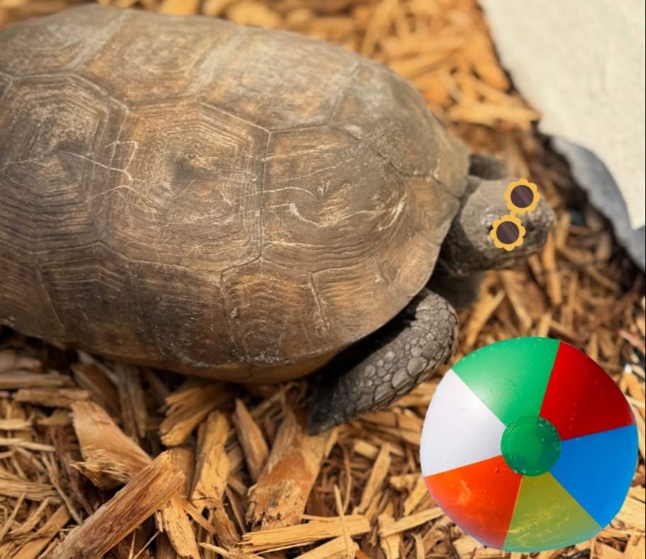 Turtle on wood shavings, with a multicolored beach ball nearby. The turtle's shell is brown, and it has a yellow-dotted face.