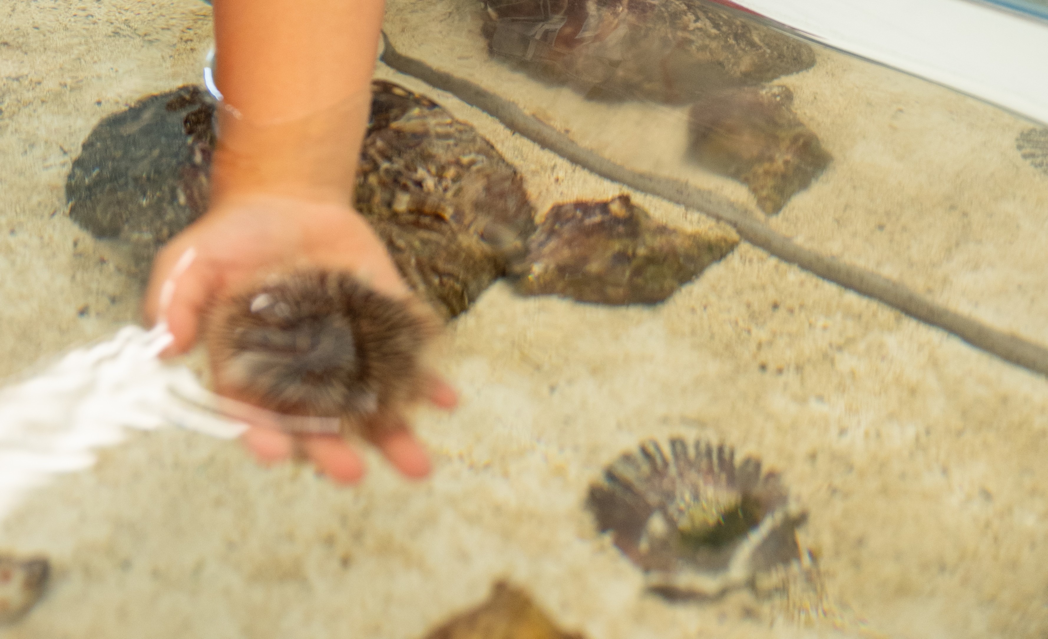 A hand holds a small sea urchin above a sandy surface with various seashells.
