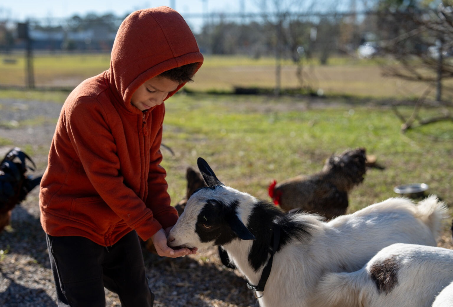 Student feeding a goat
