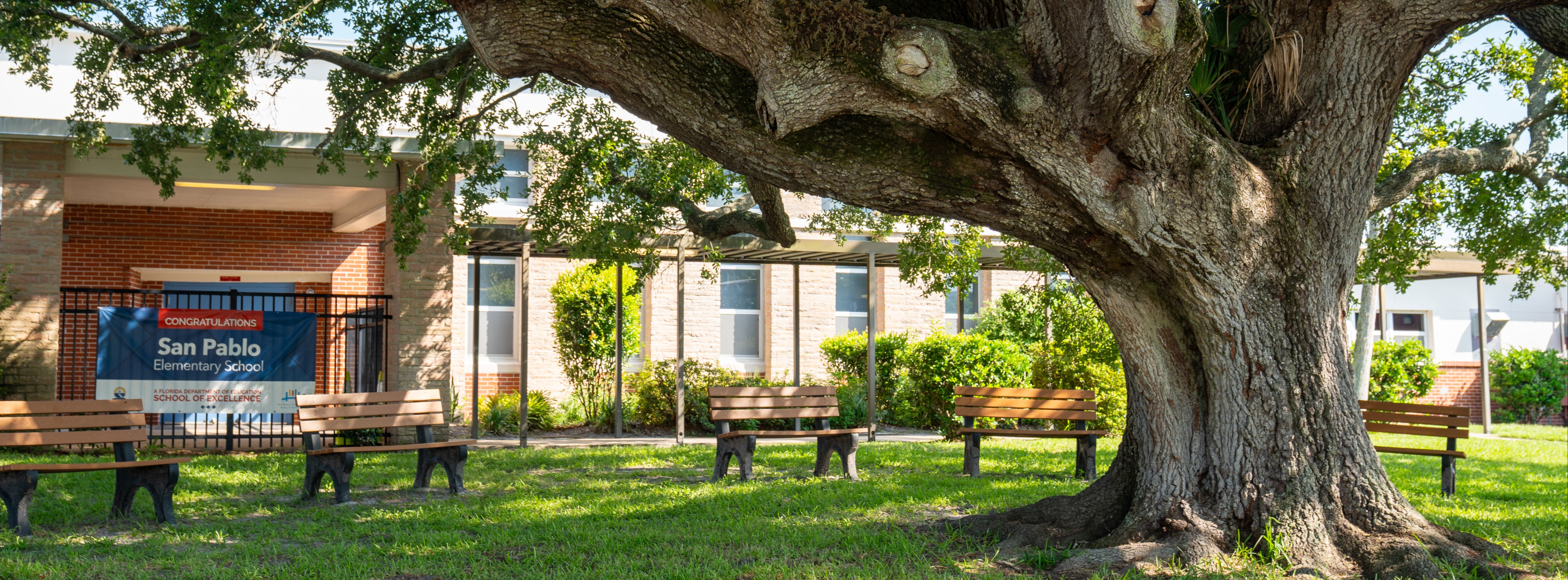 A large tree with a wide trunk and branches stands in a park with benches. Behind it, there is a building.