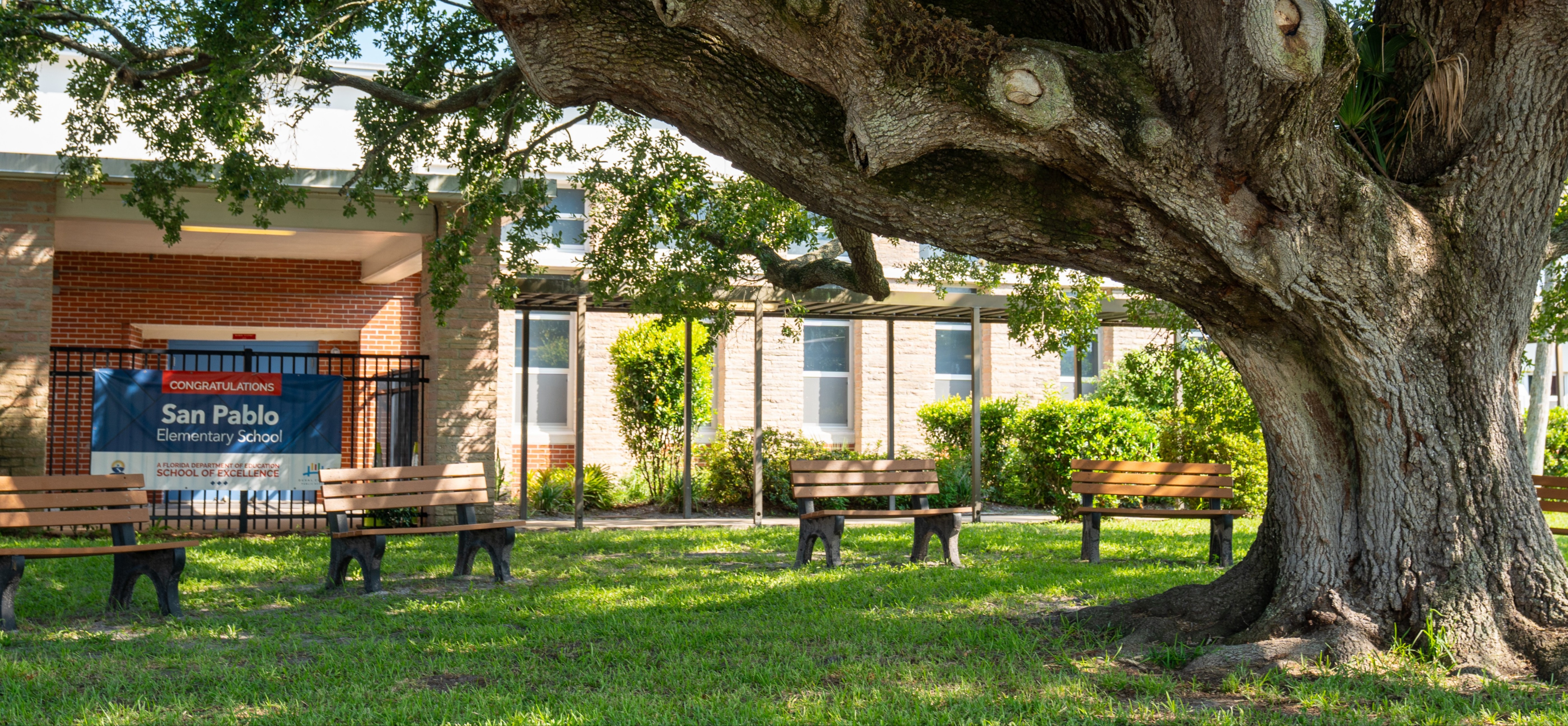 Large tree with wide-reaching branches in front of a building. Benches and lush grass surround the tree.