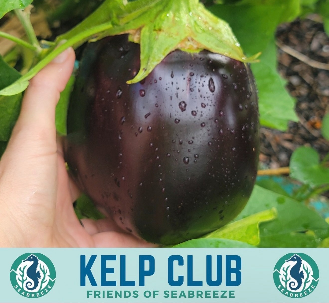 A hand holds a dark eggplant, glistening with moisture, amidst green foliage. Logos for Kelp Club and Friends of Seabreeze appear at the bottom.