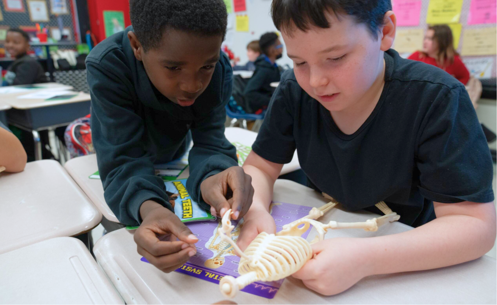 students and skeleton