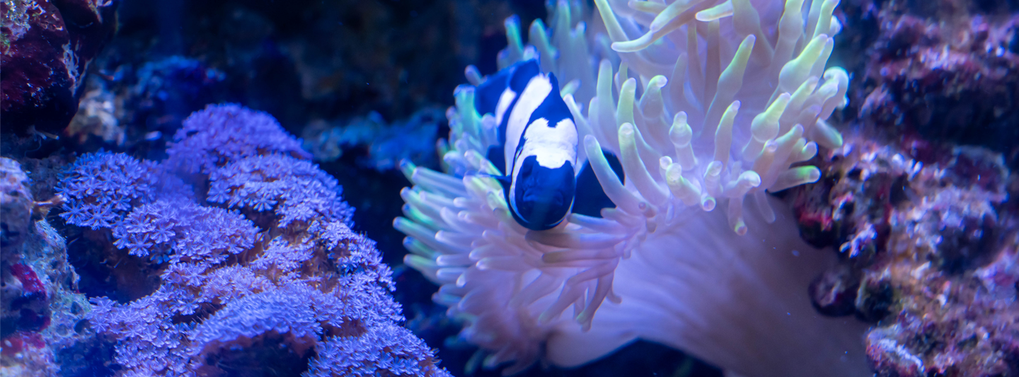 clown fish in an anemone