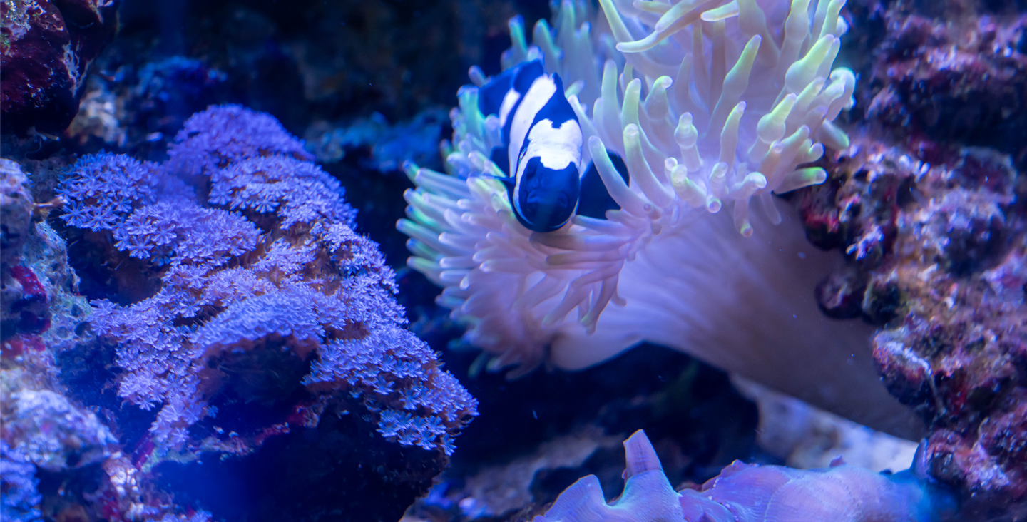 clown fish in an anemone