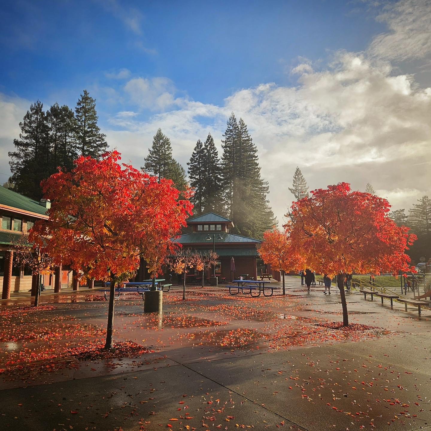 fall campus photo - julie bower