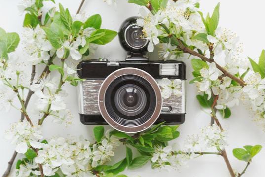 camera laying in flowers