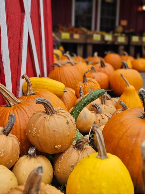 pumpkins by a barn