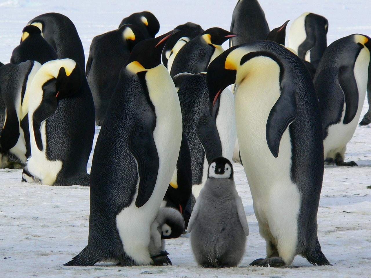 emperor penguins