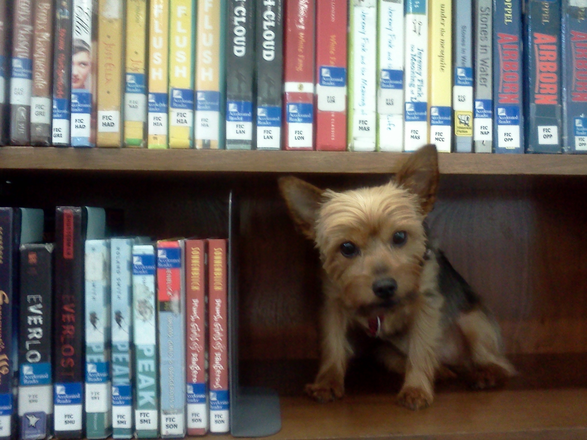 Adorable Tan and black Terrier posed on bookshelf