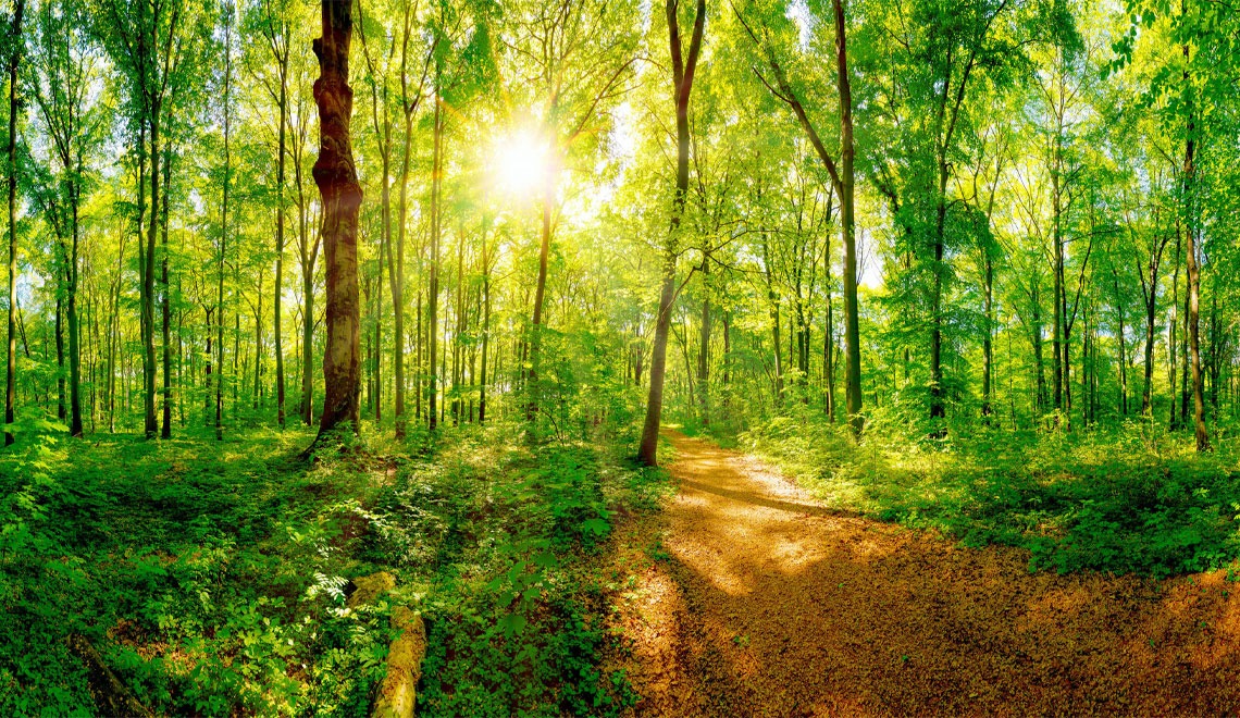 photo of a path through a forest