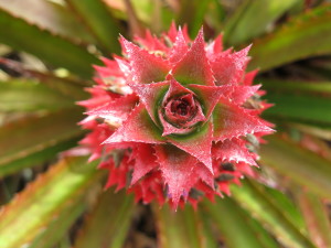 The image appears to be a close-up of a red and green flower. The red part of the flower appears to be the petal, while the green part appears to be the sepal, which is the leaf-like structure that surrounds the flower bud.