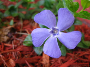 Vibrant blue flower growing in dirt.