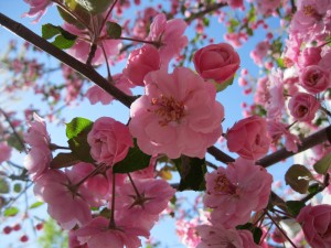 Blossoming tree with pink flowers and lush green leaves in full bloom.