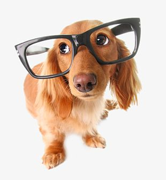 puppy with glasses