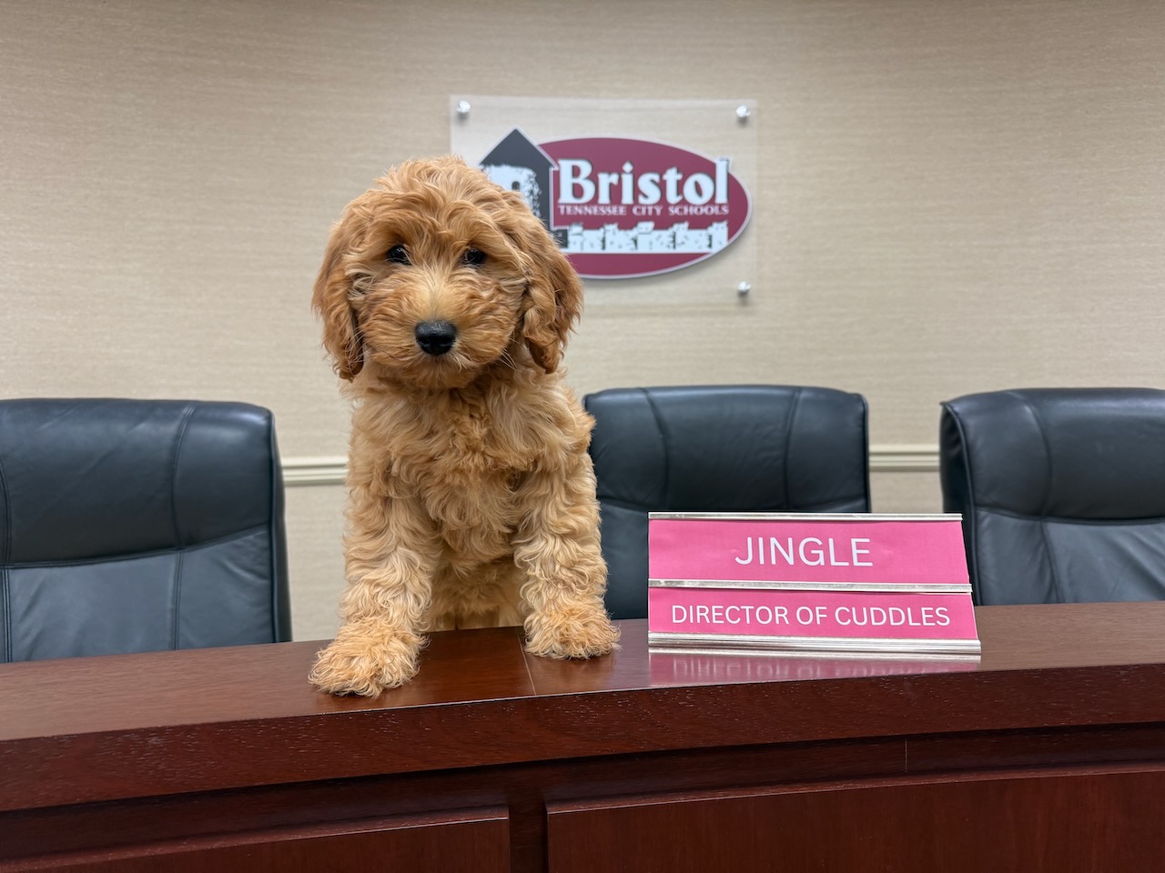 Photo of goldendoodle with Bristol Tennessee City Schools in the background and nameplate "Director of Cuddles"